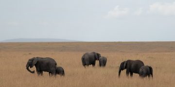 Western sources dominate how Africans tell their own story