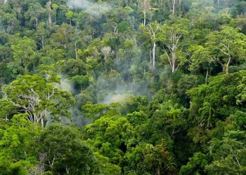 Why forests are so important and valuable