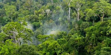 Why forests are so important and valuable