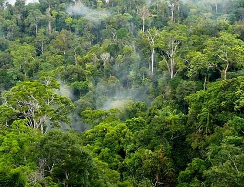 Why forests are so important and valuable