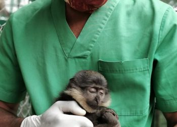 Rescued monkeys from illegal traffickers arrive Congo DR from Zimbabwe