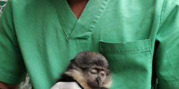 Rescued monkeys from illegal traffickers arrive Congo DR from Zimbabwe