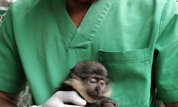 Rescued monkeys from illegal traffickers arrive Congo DR from Zimbabwe