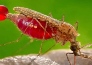 How US govt is partnering with natural gas giant, NLNG to combat malaria on Nigeria’s Bonny Island