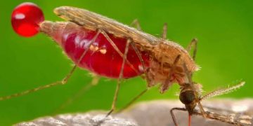 How US govt is partnering with natural gas giant, NLNG to combat malaria on Nigeria’s Bonny Island