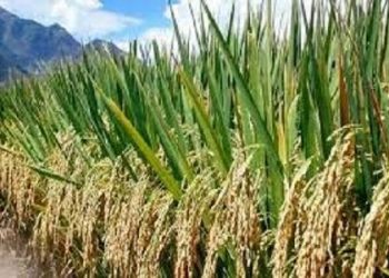US, Kebbi State partner with WACOT Rice to enhance food security