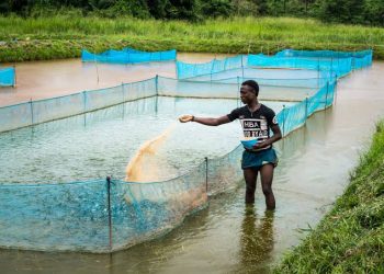 Fingerling production commences at CRBDA fish farm in Calabar