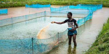 Fingerling production commences at CRBDA fish farm in Calabar