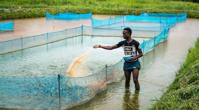 Fingerling production commences at CRBDA fish farm in Calabar