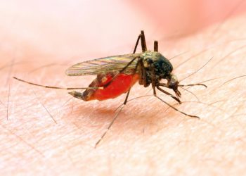 Oyo State gets N7.4bn support from US govt to fight malaria