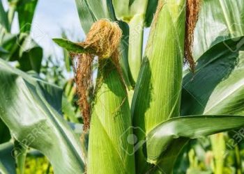 Three Nigerian scientists behind new maize breeds released January 12