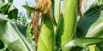 Three Nigerian scientists behind new maize breeds released January 12