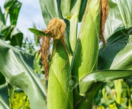 Three Nigerian scientists behind new maize breeds released January 12