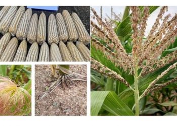 Nigerian scientists develop first-ever armyworm-tolerant maize 