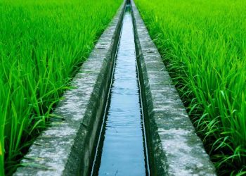 After decades of abandonment by previous regimes, Adamu completes Gari Irrigation Project in northern Nigeria